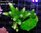 Acropora Green Slimer - WYSIWYG