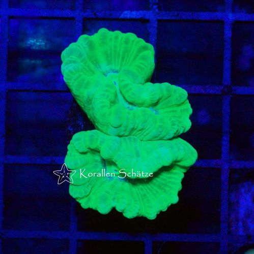Caulastrea neon - WYSIWYG