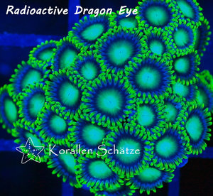 Radioactive Dragon Eye Zoa