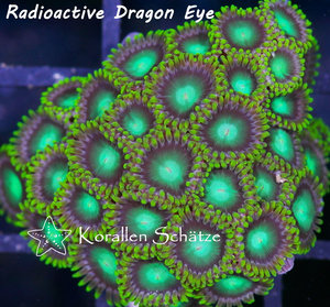 Radioactive Dragon Eye Zoa