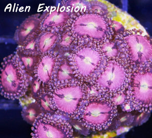 Alien Explosion Zoa