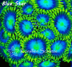 Blue Star Zoa