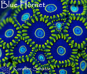Blue Hornet Zoa