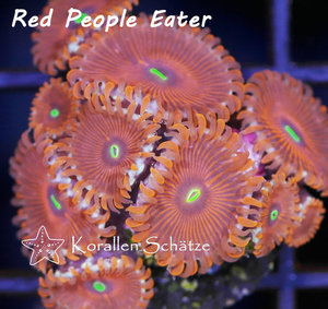 Red People Eater Zoa
