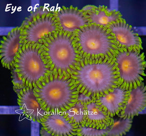 Eye of Rah Zoa