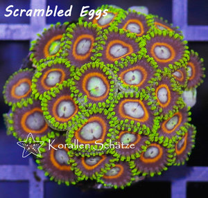 Scrambled Eggs Zoa