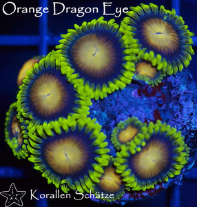 Orange Dragon Eye Zoa