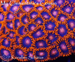 My Clementine's Cousin Zoa