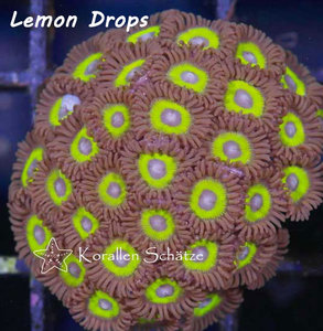 Lemon Drops Zoa