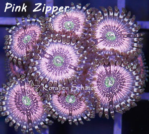 Pink Zipper Zoa