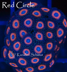 Red Circle Zoa