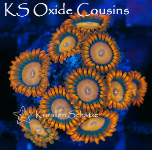 KS Oxide Cousins Zoa