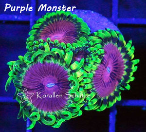 Purple Monster Zoa