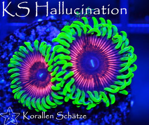 KS Hallucination Zoa