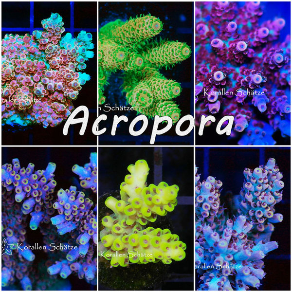 Acropora gallery