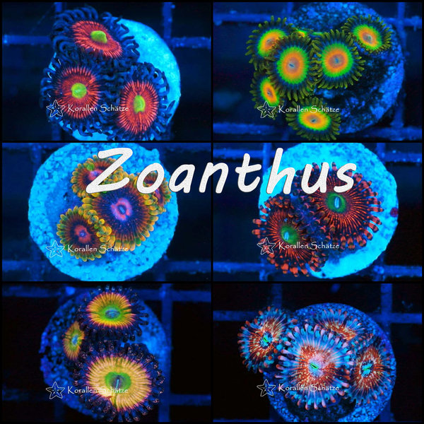 Zoanthus gallery
