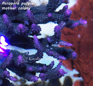 Acropora purple