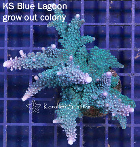 KS Blue Lagoon Acropora