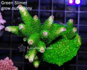 Green Slimer Acropora
