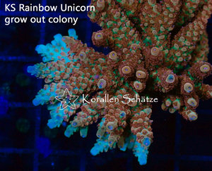 KS Rainbow Unicorn Acropora