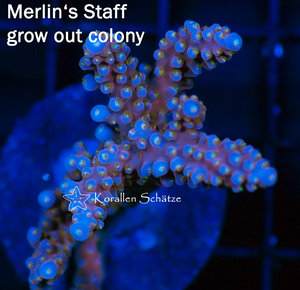 Merlin's Staff Acropora