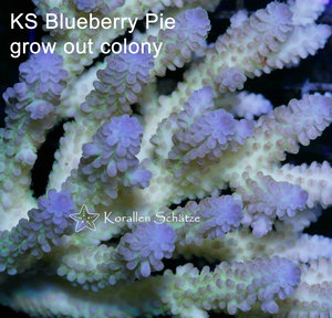 KS Blueberry Pie Acropora