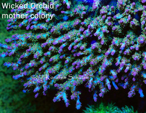 Wicked Orched Acropora