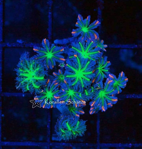 Clavularia viridis tricolor - WYSIWYG