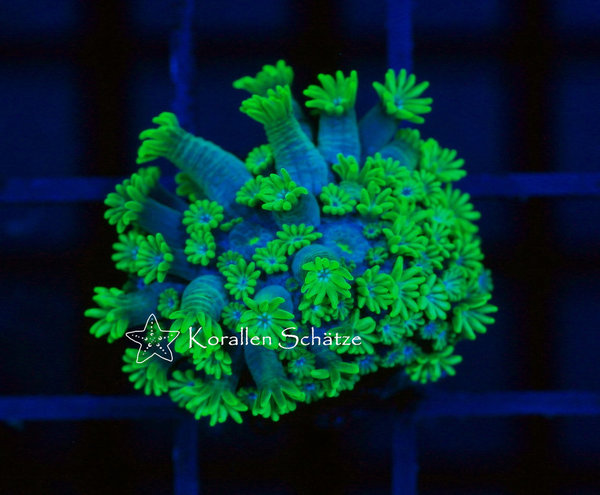 Alveopora green - Beispielbild