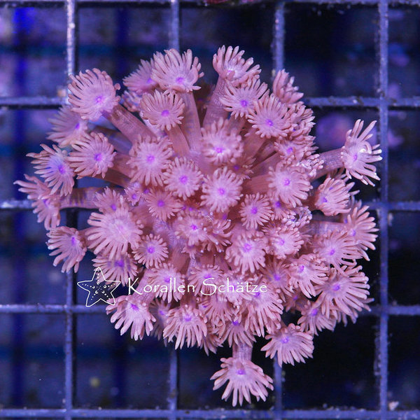 Goniopora purple - WYSIWYG