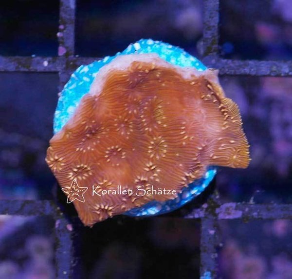 Pavona maldivensis orange - WYSIWYG