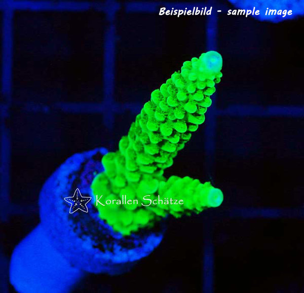 Acropora Green Slimer - Beispielbild
