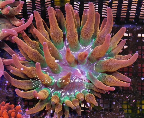 Entacmaea quadricolor Sunburst - Beispielbild