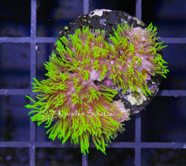 Briareum hamrum neon - Beispielbild