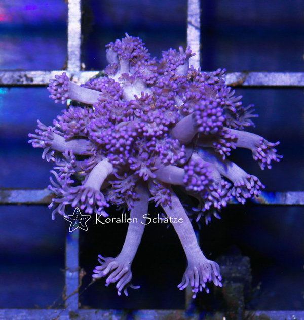 Goniopora purple - Beispielbild