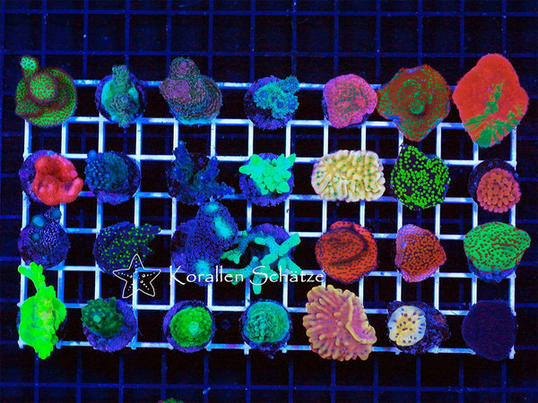 SPS Nice Price Pack 28 frags - WYSIWYG