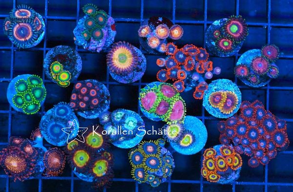 Zoanthus Nice Price Pack - 20 frags -WYSIWYG