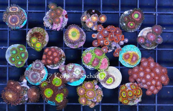 Zoanthus Nice Price Pack - 20 frags -WYSIWYG