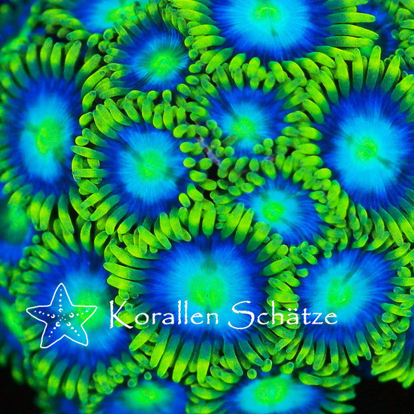 Zoanthus Blue Star - Beispielbild