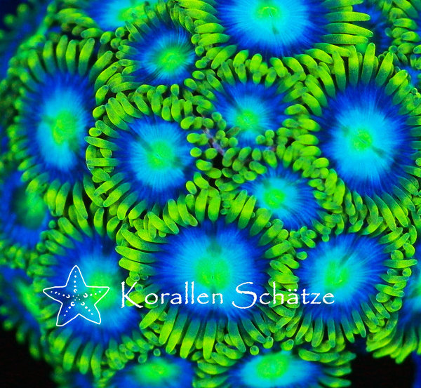 Zoanthus "Blue Star" - Beispielbild
