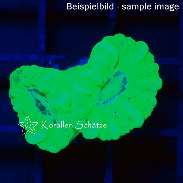 Caulastrea neon - sample image