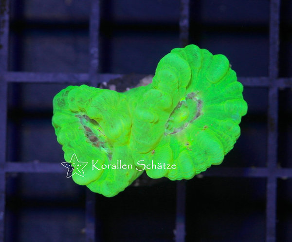 Caulastrea neon - Beispielbild