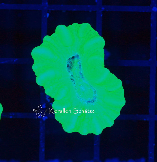Caulastrea neon - Beispielbild