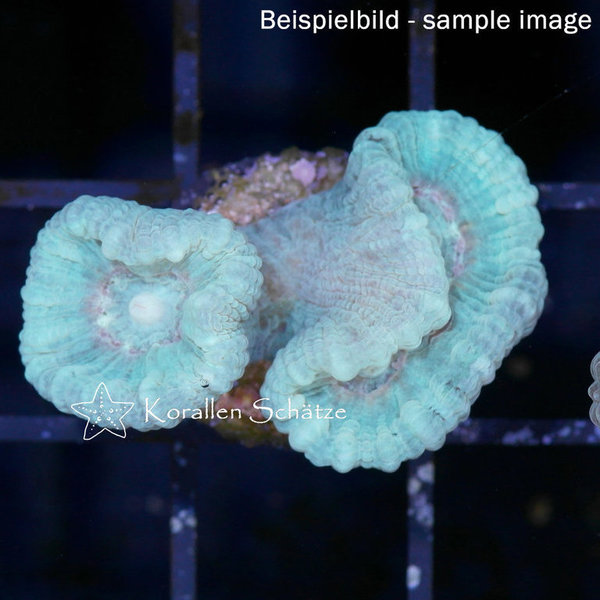 Caulastrea mint - Beispielbild