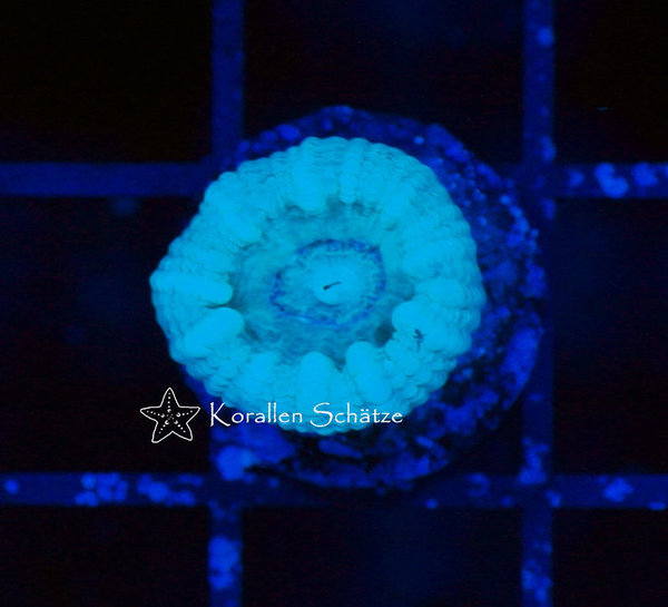 Caulastrea mint - Beispielbild
