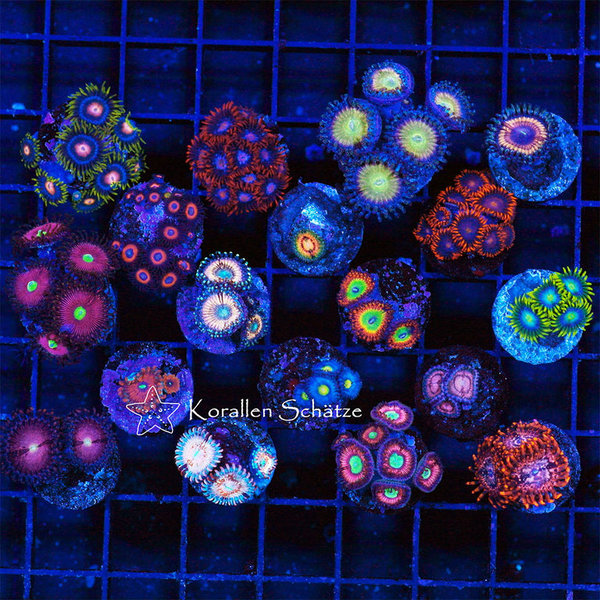 Zoanthus Nice Price Pack - 18 frags -WYSIWYG