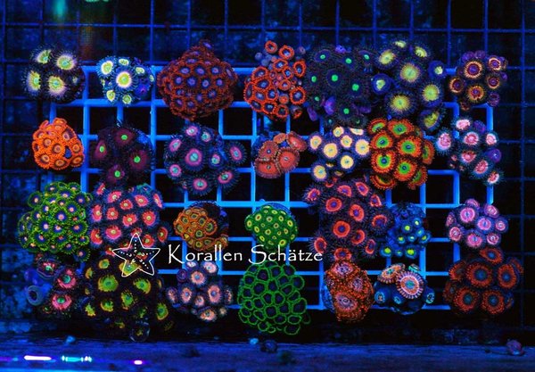Zoanthus Nice Price Pack 28 frags - WYSIWYG