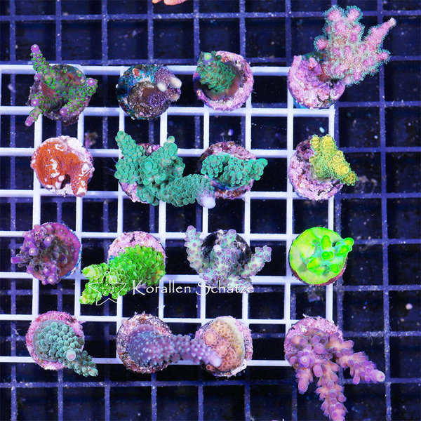 SPS Nice Price Pack 16 frags - WYSIWYG