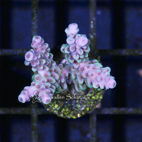 Acropora divaricata - WYSIWYG