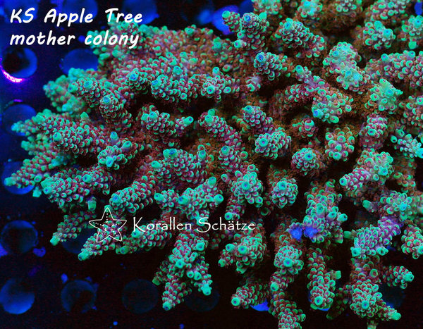 Acropora KS Apple Tree - WYSIWYG